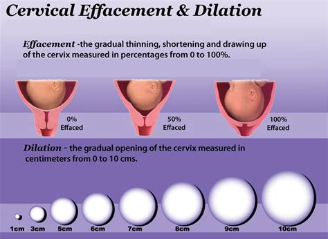 hitting the cervix|How deep is the average vagina, and does it elongate when .